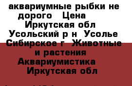 аквариумные рыбки не дорого › Цена ­ 30 - Иркутская обл., Усольский р-н, Усолье-Сибирское г. Животные и растения » Аквариумистика   . Иркутская обл.